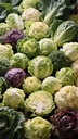 Cabbages