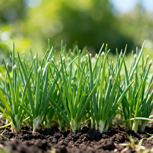 Chives
